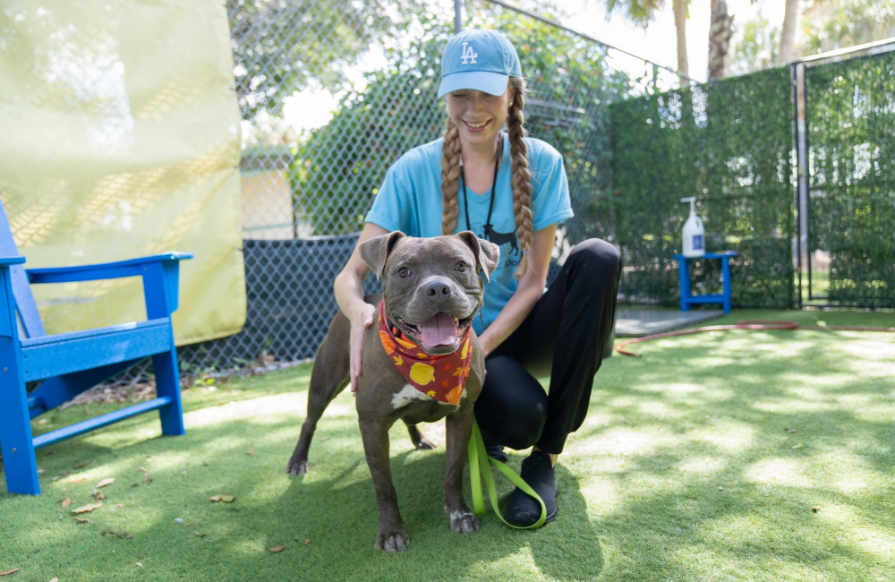 woman crouching down and petting a grey pit bull dog wearing a fall bandana