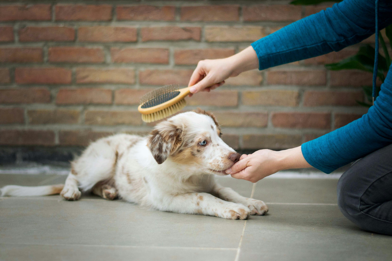 Choosing the Best Brush for Your Pet A Complete Guide