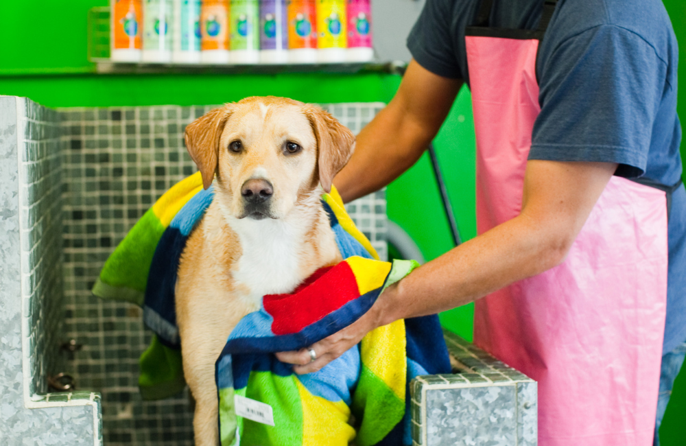 yellow lab in pet wash with bright colored towel