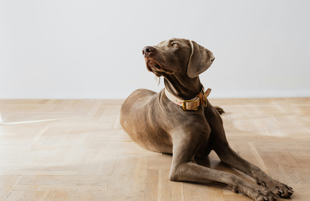 weinereimer dog laying down