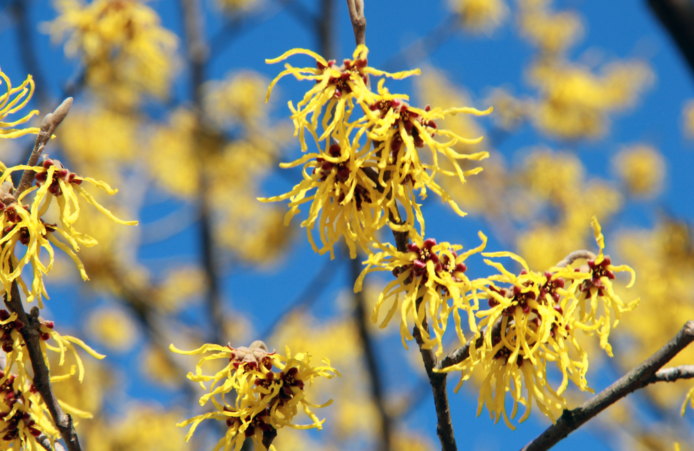 yellow witch hazel