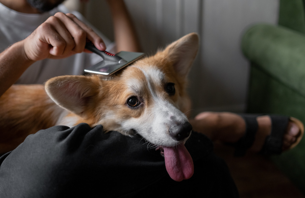 Your Pet’s Skin Barrier: How to Keep It Balanced and Healthy