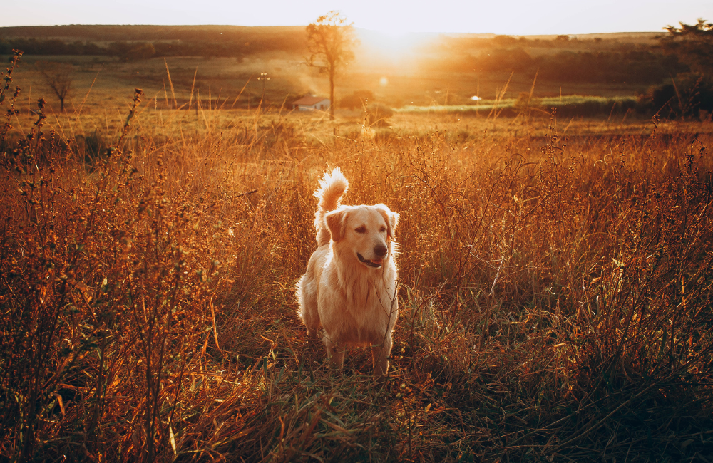 Flea Control and Your Furry Friend