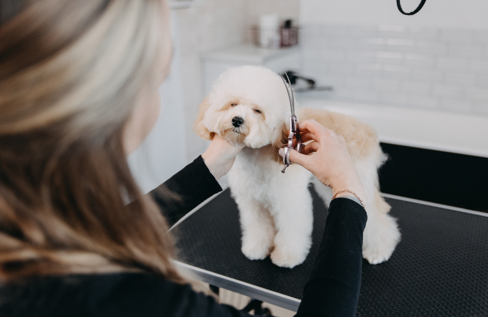 How to Choose a Professional Groomer for Your Pet