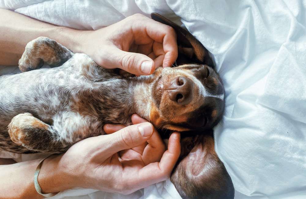 How to Massage Your Dog for Maximum Relaxation and Wellness