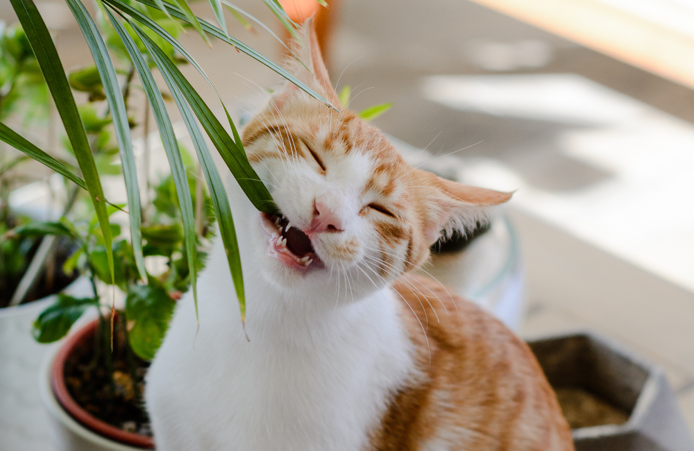 Three Pet Safety Tips for “Plant People”