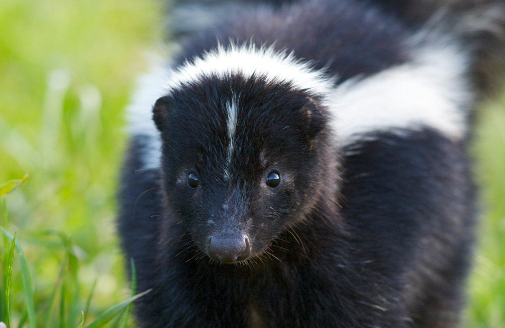 What To Do If Your Dog Gets Skunked A Quick Guide for Pet Parents