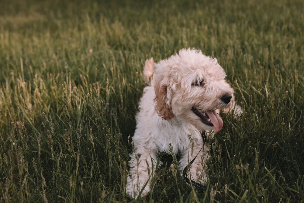 Why dogs roll in dead or smelly stuff