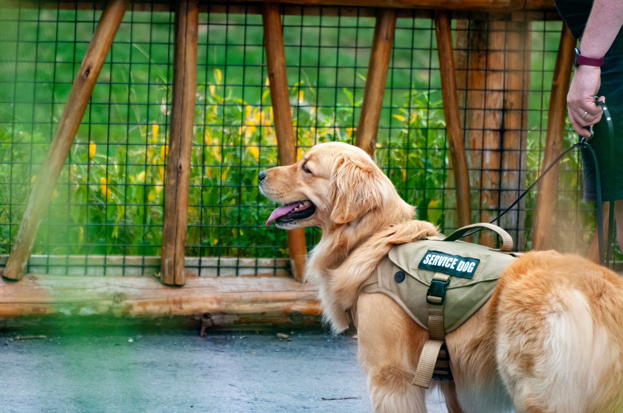 The Importance of Keeping Your Service Dog Well-Groomed
