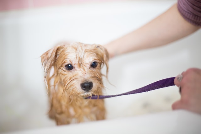 Dog bath outlet leash