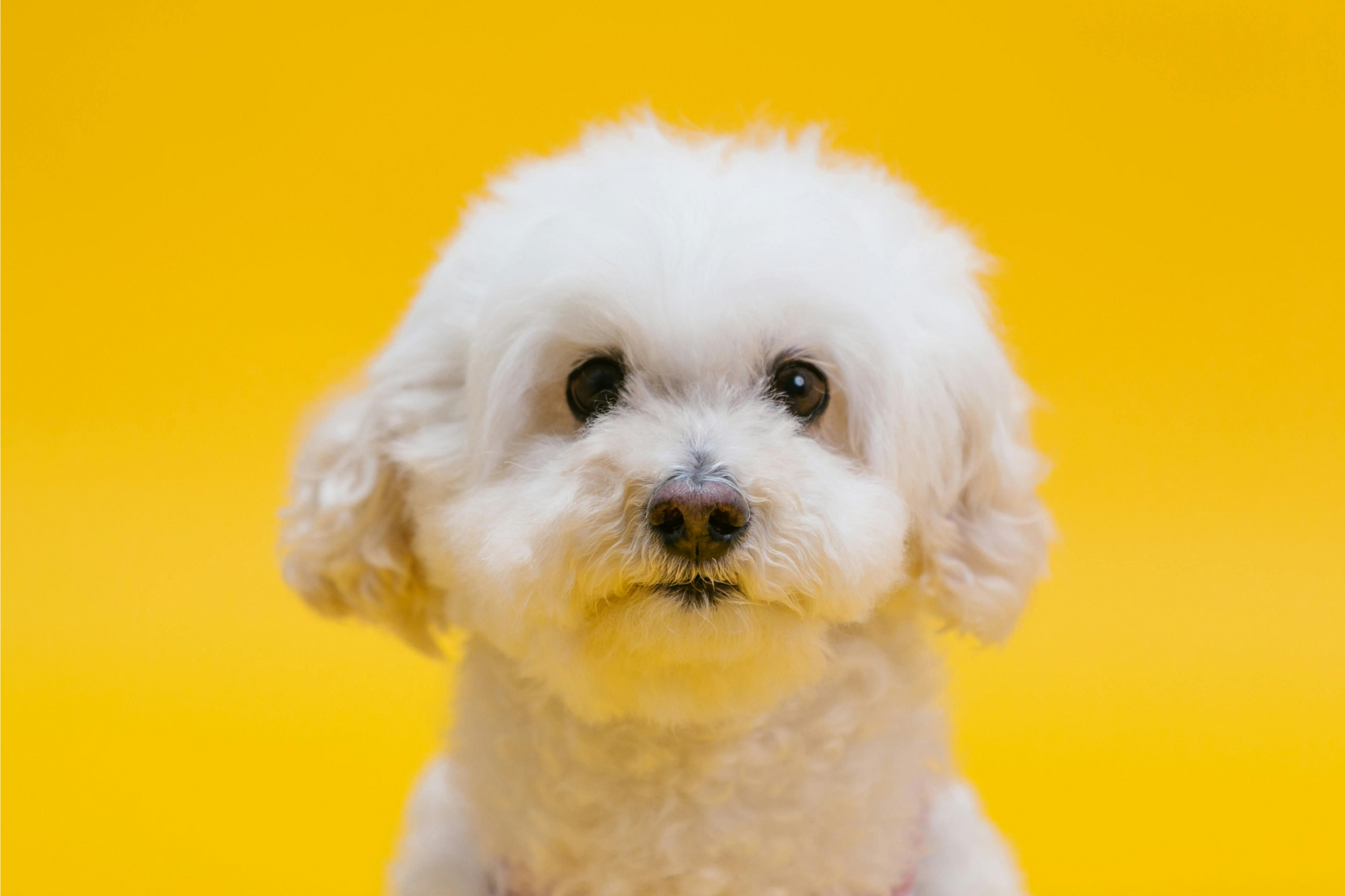 Pet Tear Stains: Learning the Causes & Helpful Solutions
