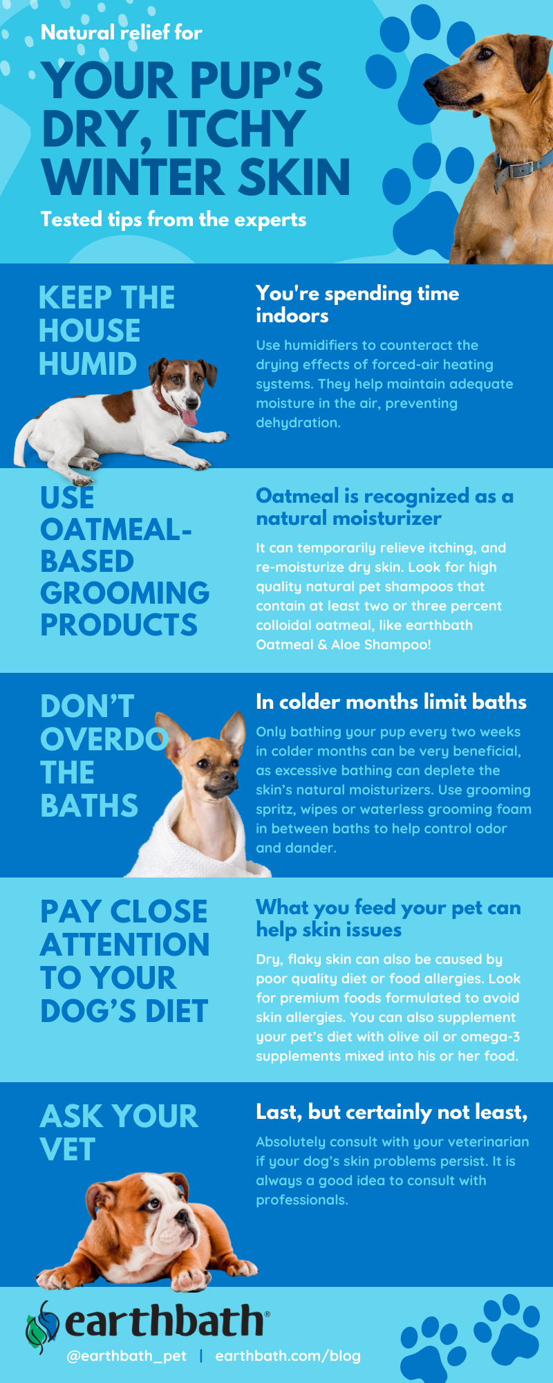 How to treat dry dog skin naturally at home: step-by-step