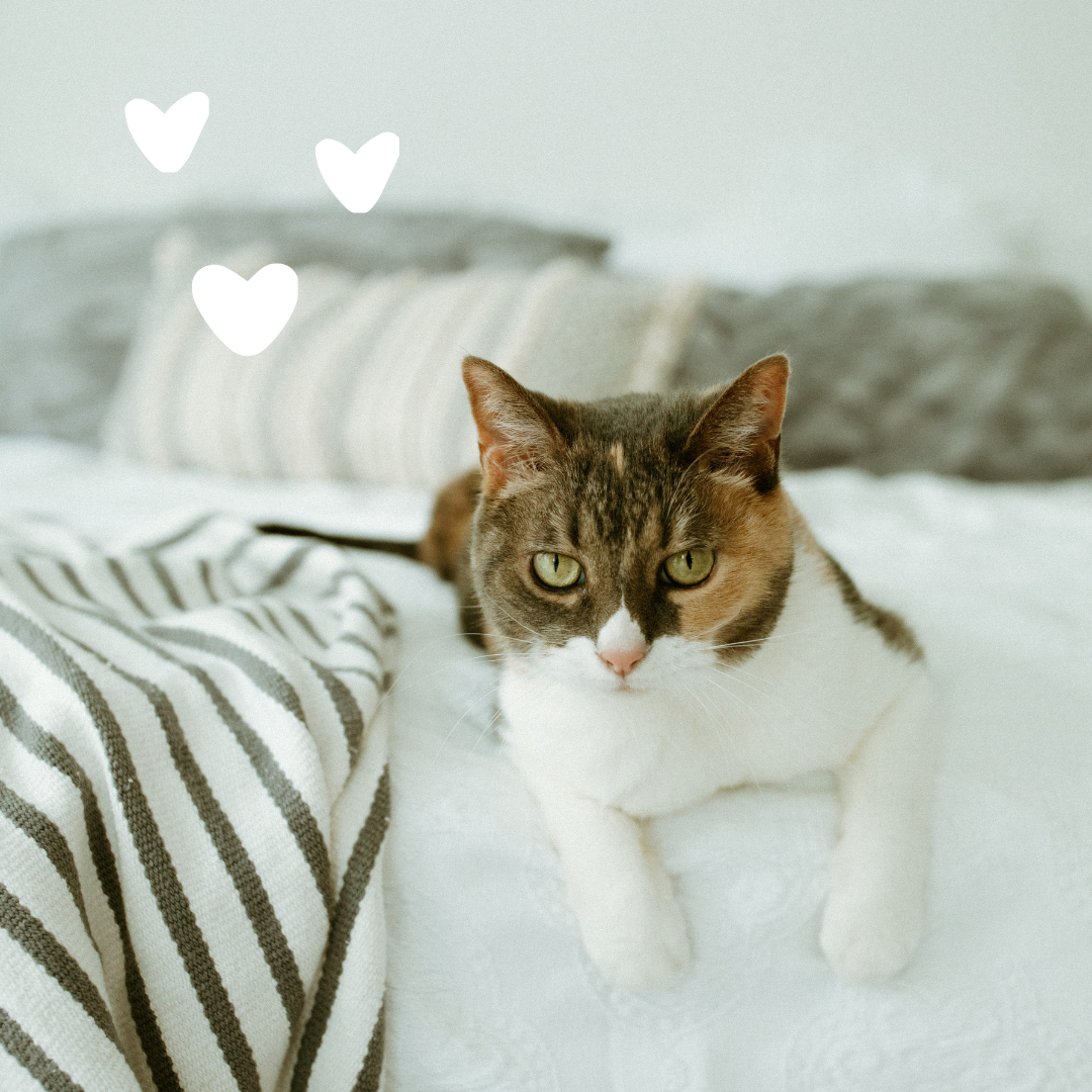 Cat on a bed with hearts