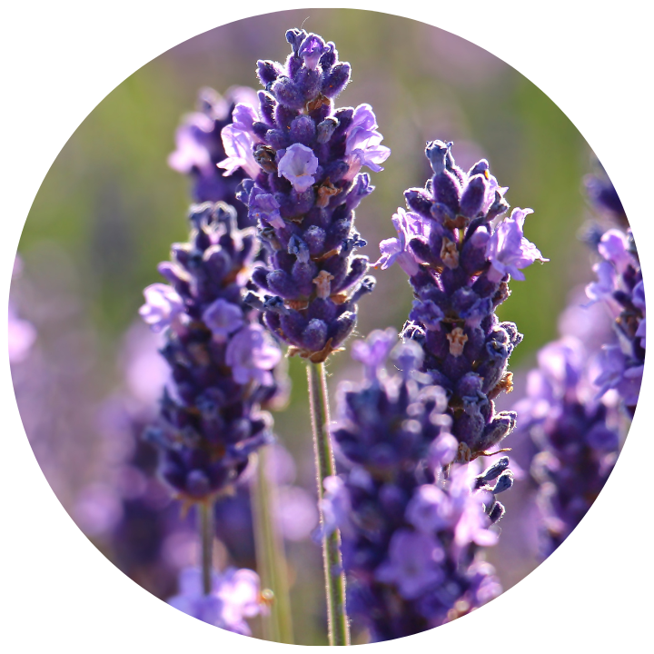 LAVENDER