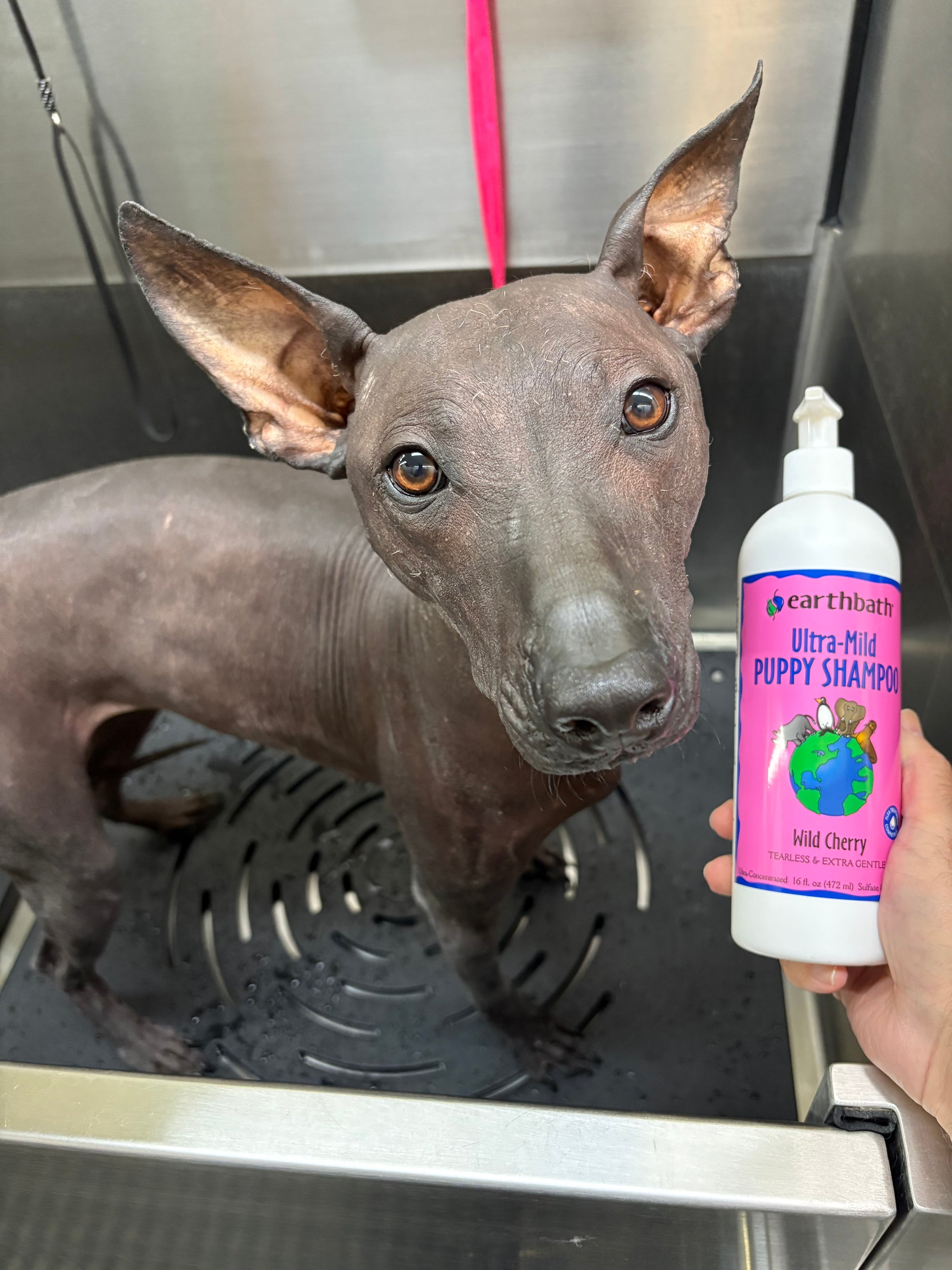 black hairless dog in pet wash with hand holding earthbath puppy shampoo bottle