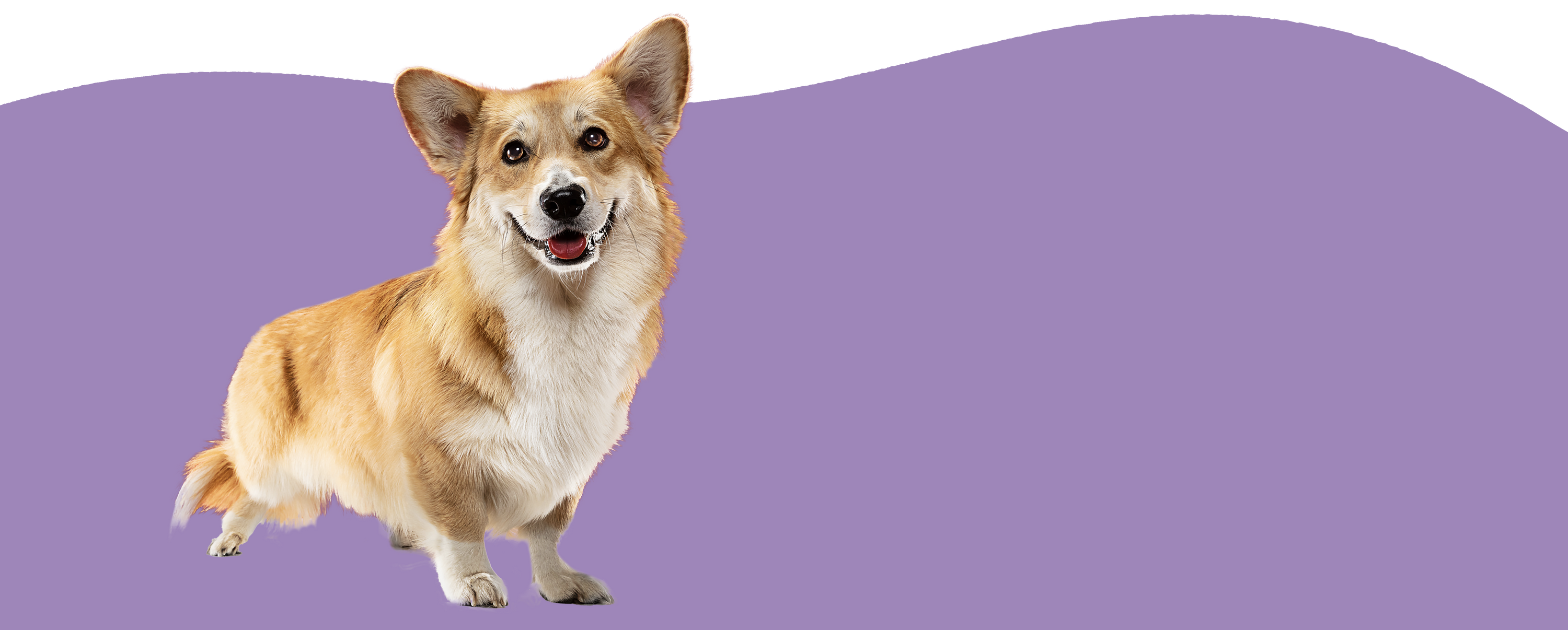 happy corgi on purple wave background