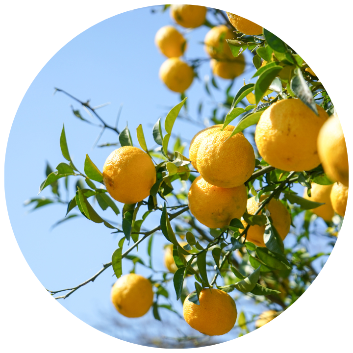 SWEET_ORANGE_OIL