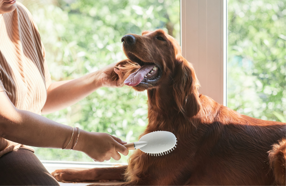Choosing the Best Brush for Your Pet: A Complete Guide
