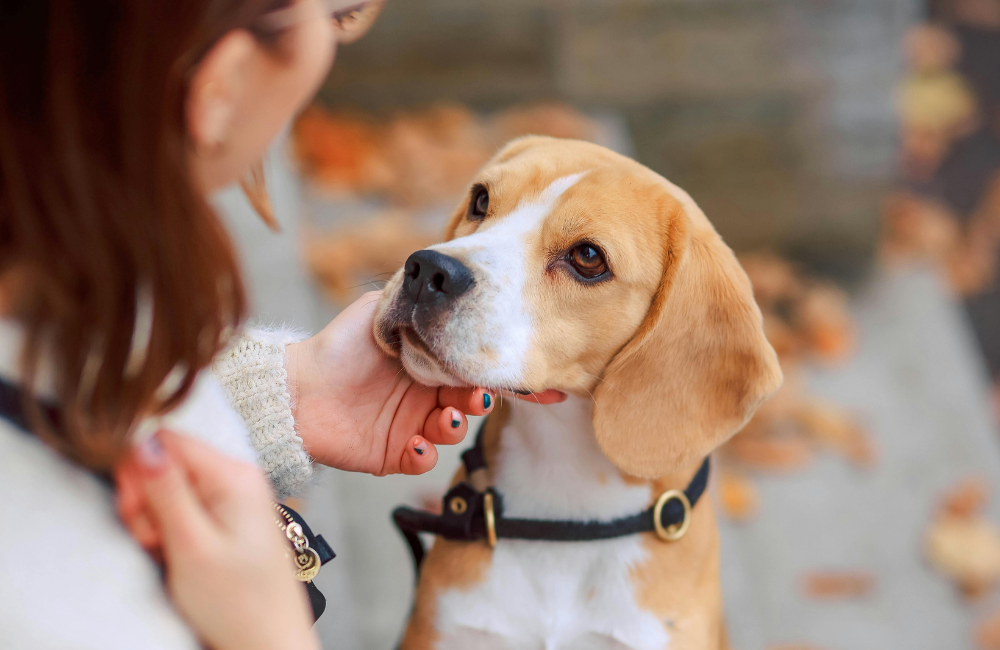Dog with owner