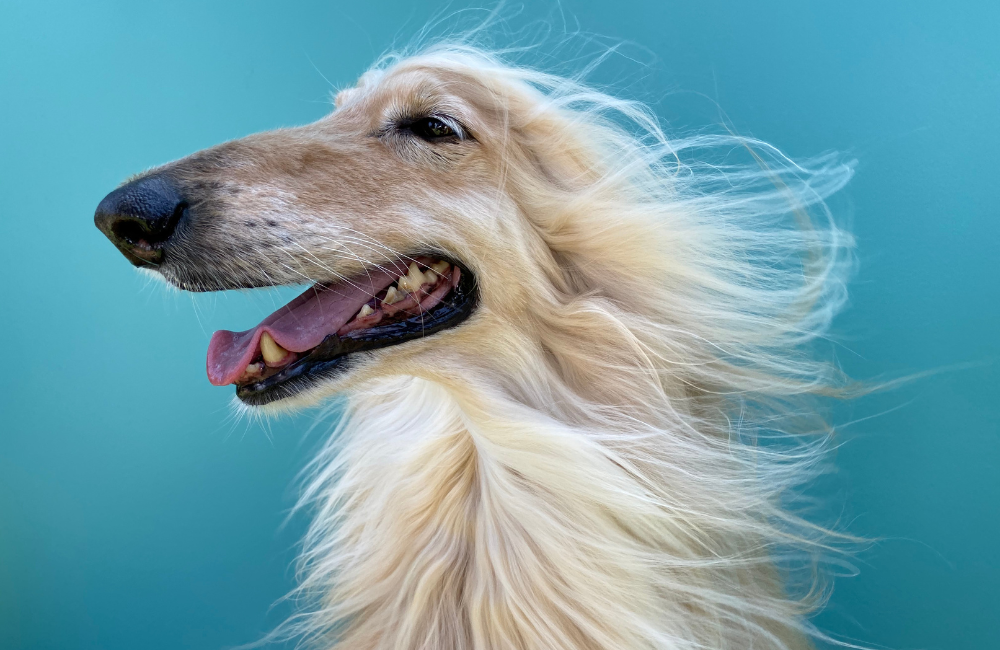 White dog with long flowy fur