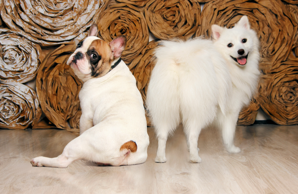 two white dogs with butts facing camera
