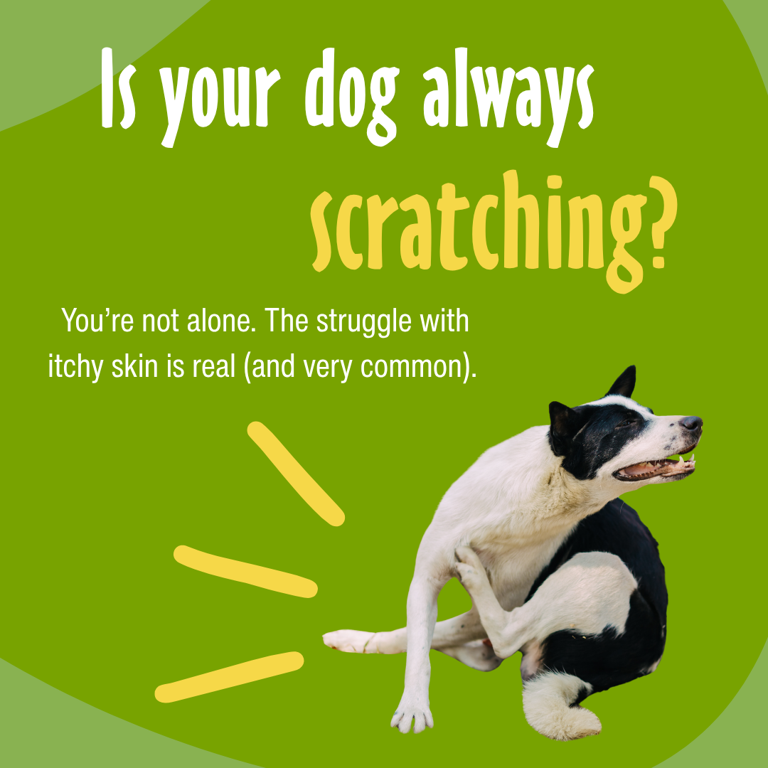 itching dog on green background