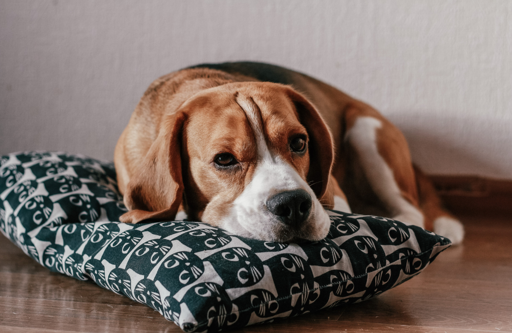Grooming Tips for Senior Dogs Special Care for Aging Companions