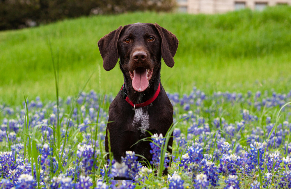 How to Care for a Pet with Allergies