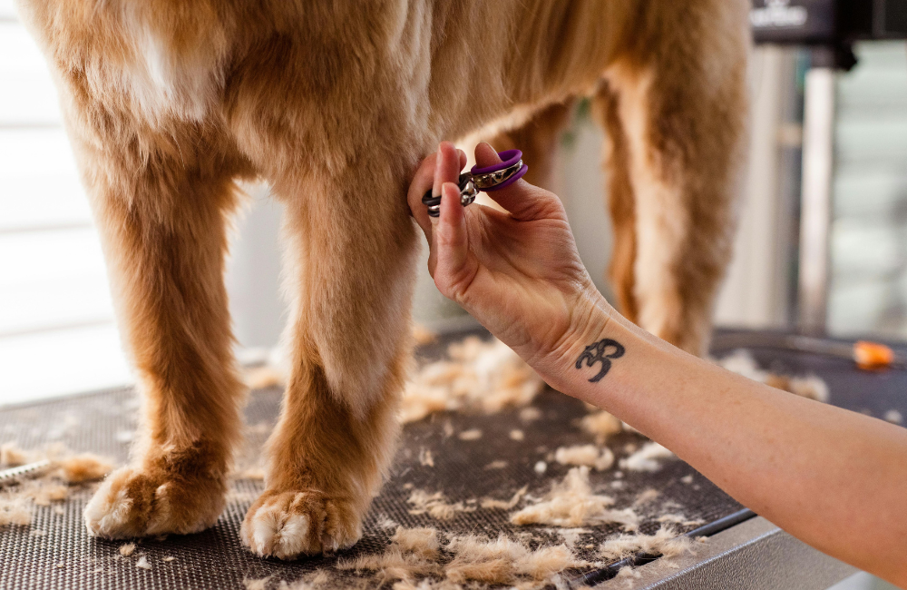 How to Choose a Professional Groomer for Your Pet