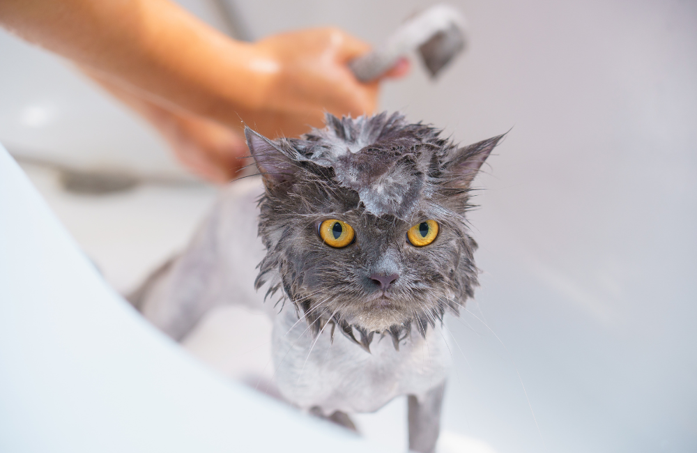 How to Give Your Cat a Bath