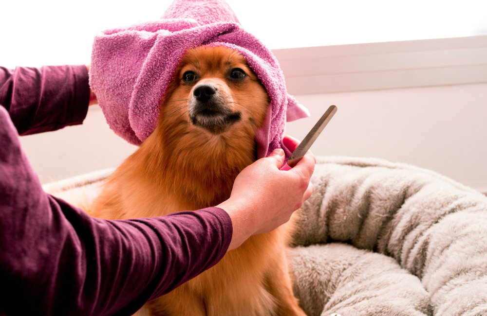 How to Give Your Dog the Ultimate Spa Day
