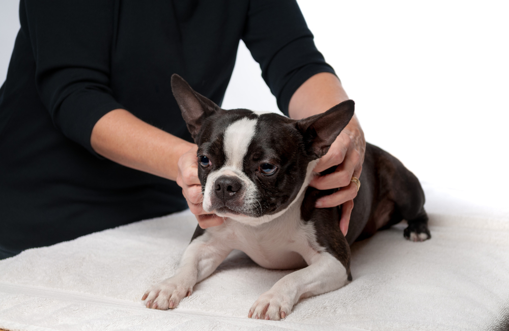How to Massage Your Dog for Maximum Relaxation and Wellness