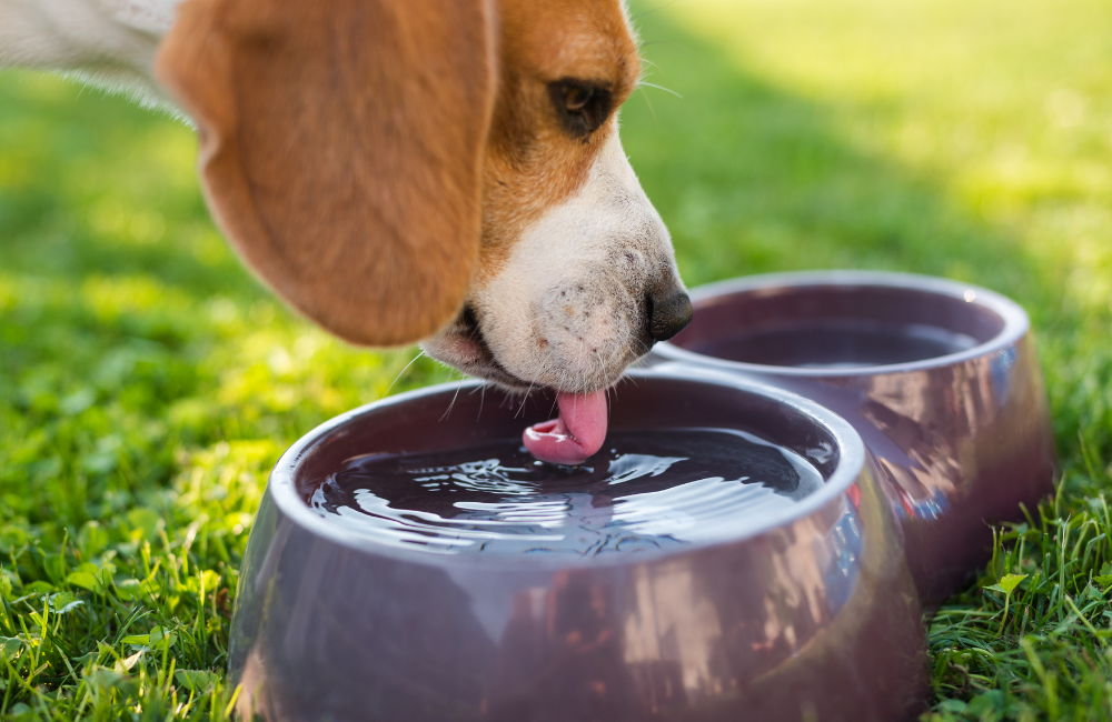 Pet Hydration 101: Keeping Your Dog or Cat Cool and Quenched in Summer