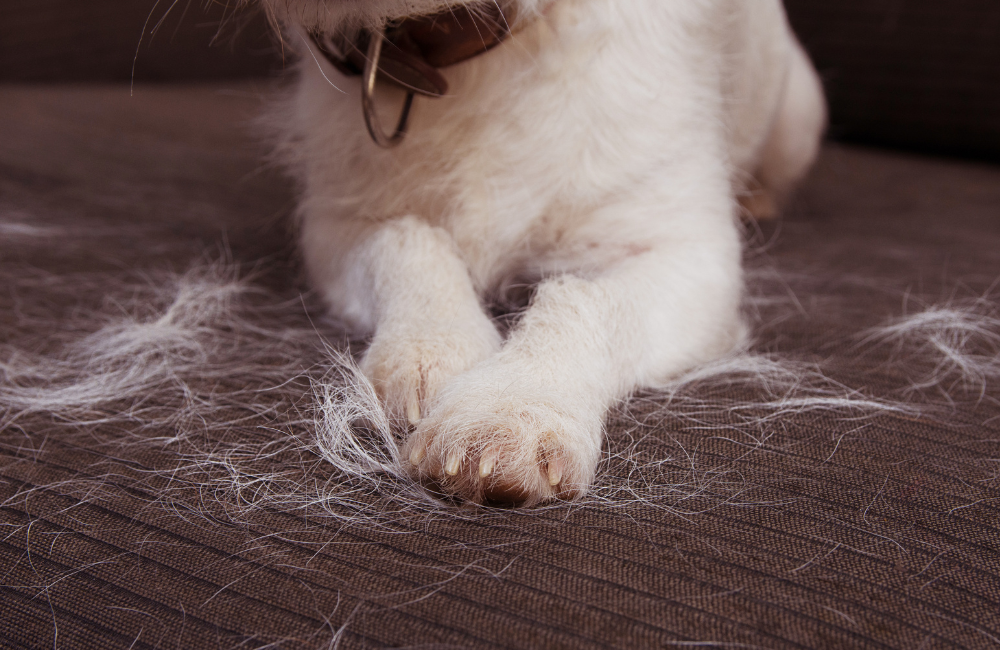 Understanding Your Pet's Shedding Cycle | earthbath®