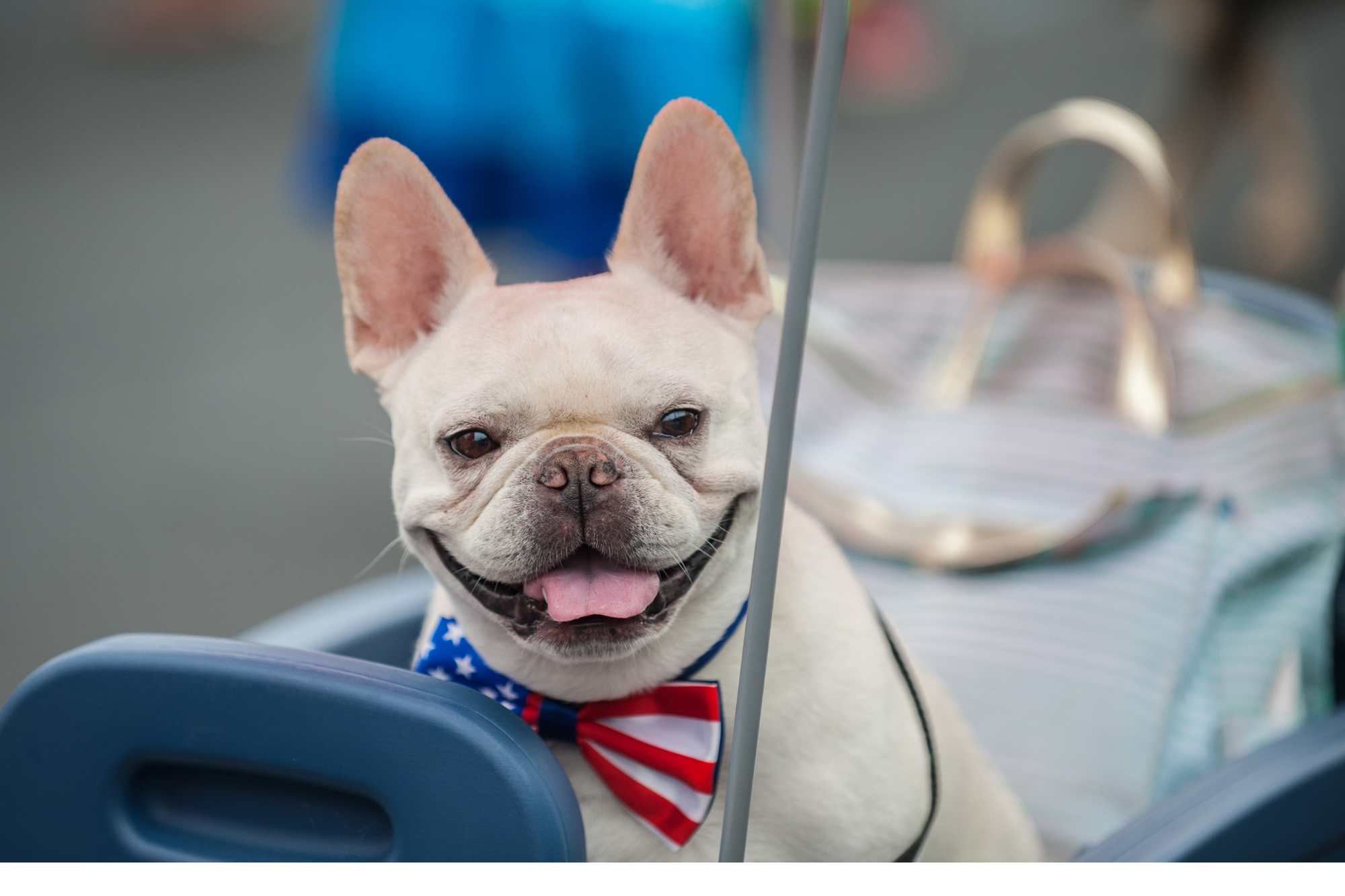 Essential Tips for Pet Safety During the July Fourth Holiday