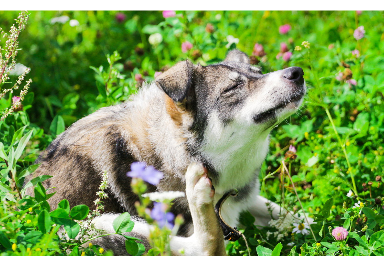 How to Care for a Pet with Allergies