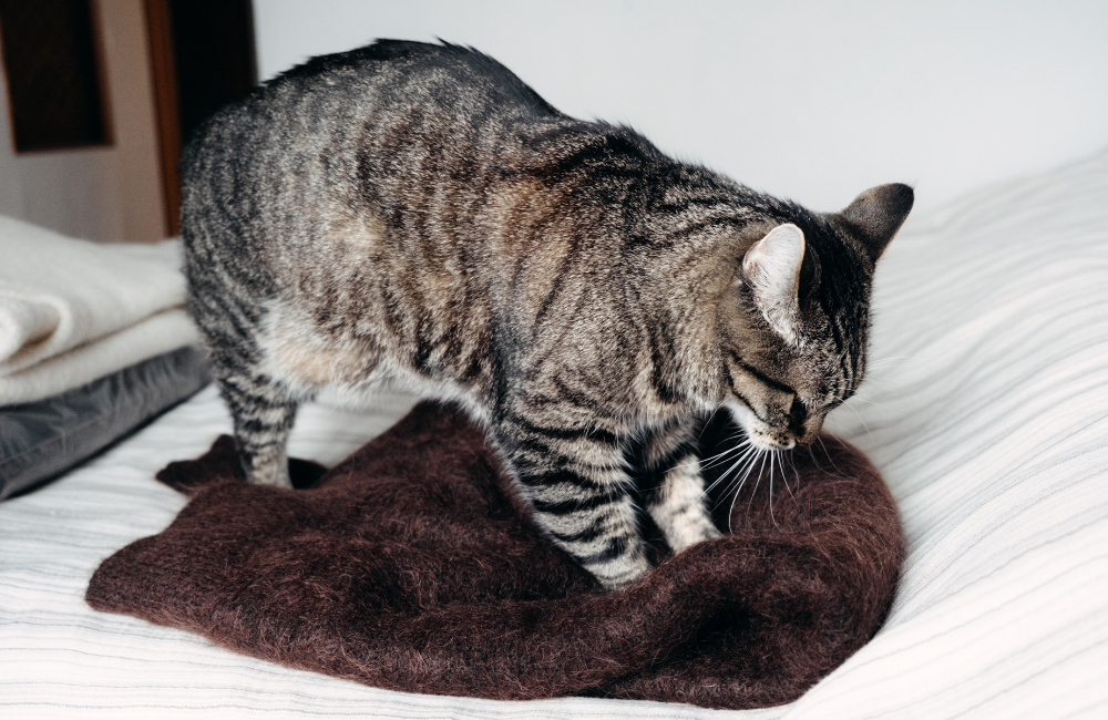 Cat Behaviors and What Do They Mean?