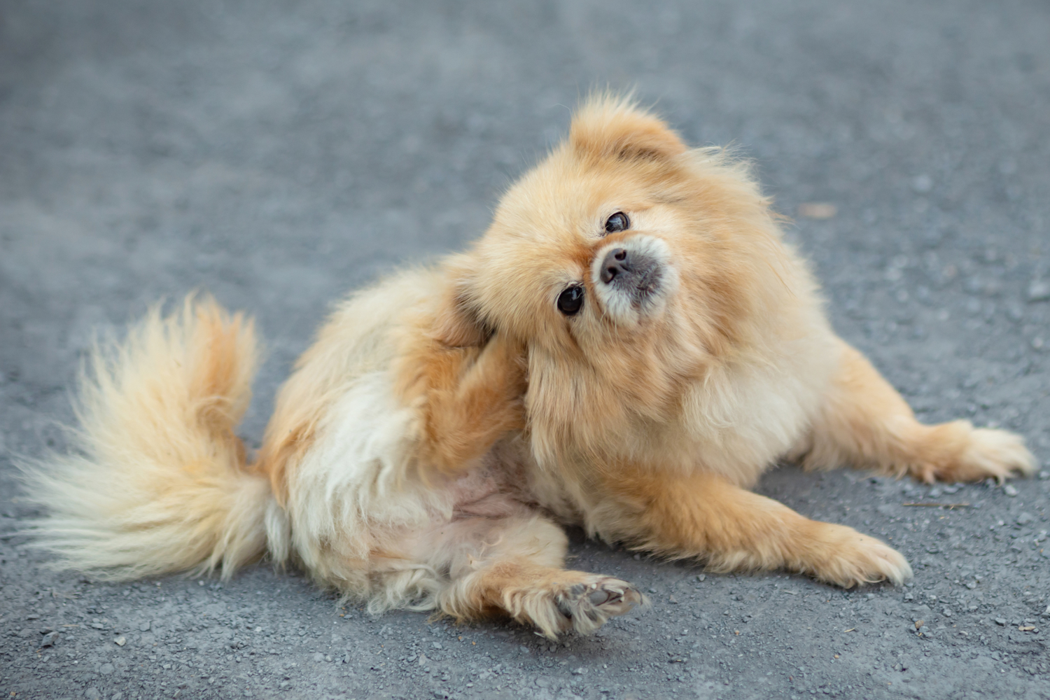 Grooming for Relief: How to Care for a Pet with Itchy Skin