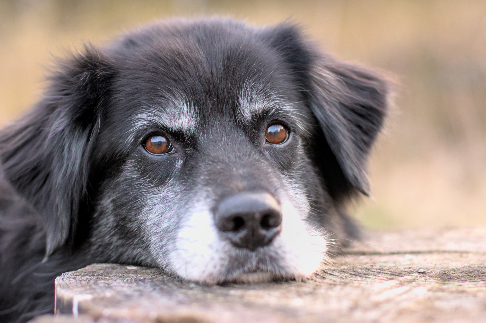 Grooming Tips for Senior Dogs: Special Care for Aging Companions