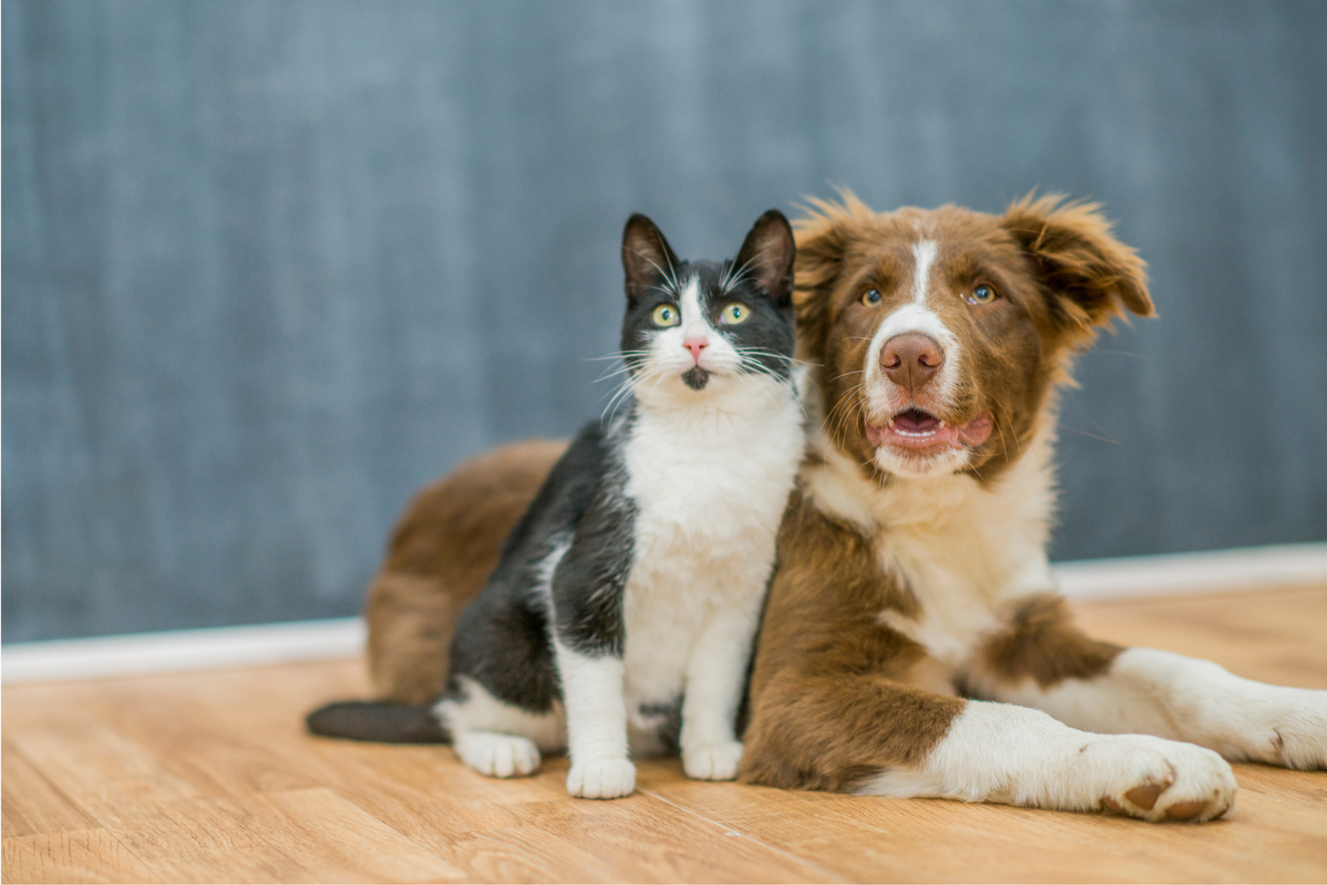 Why Pet Parents Should Use a Conditioner When Bathing Their Dogs and Cats