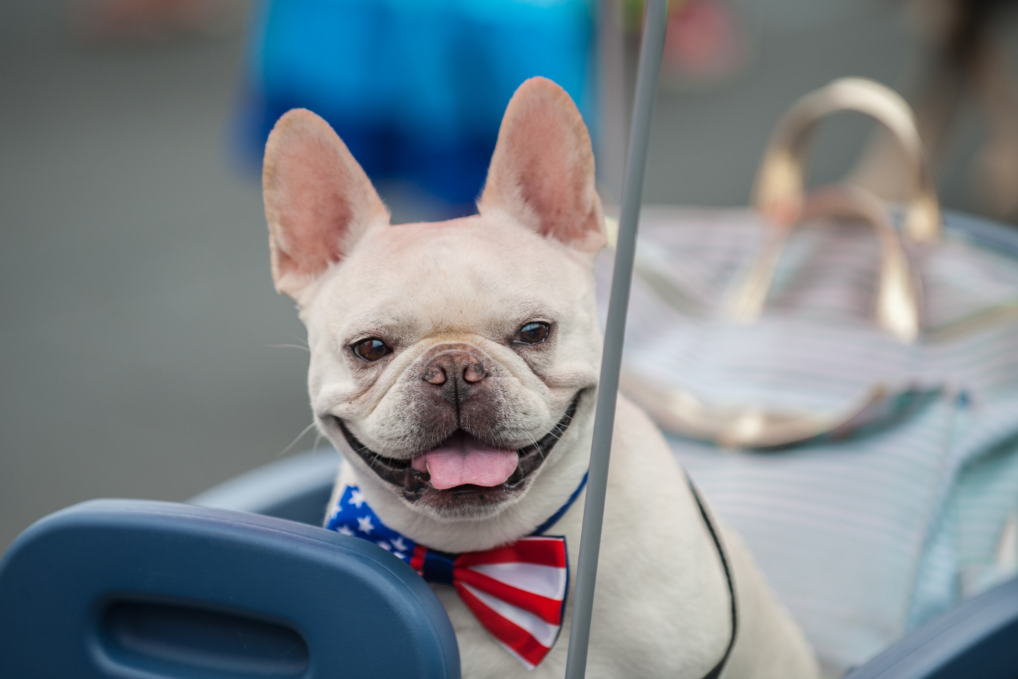 Essential Tips for Pet Safety During the July Fourth Holiday