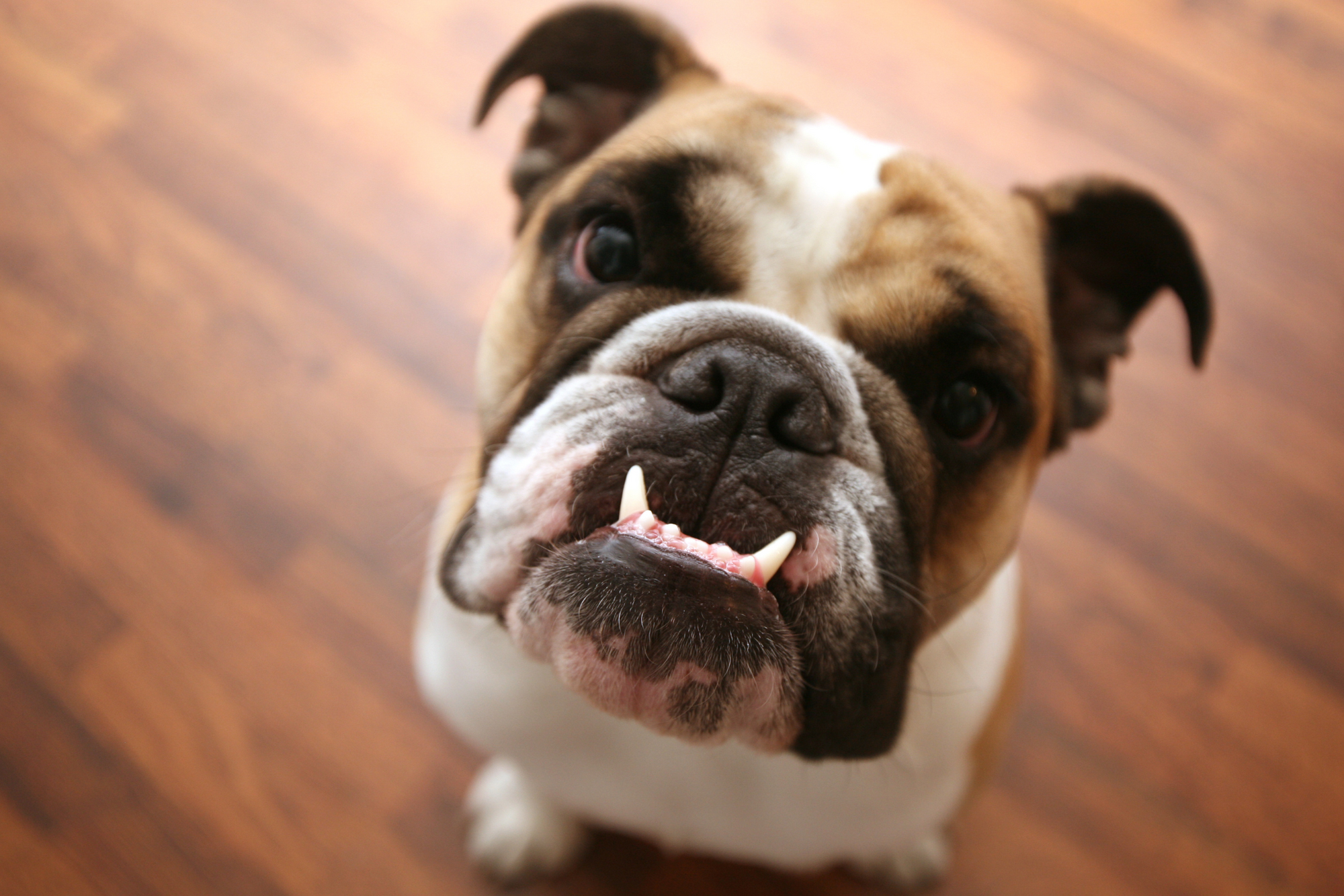 Five Signs Your Pet Needs a Dental Checkup and How to Spot Them Early