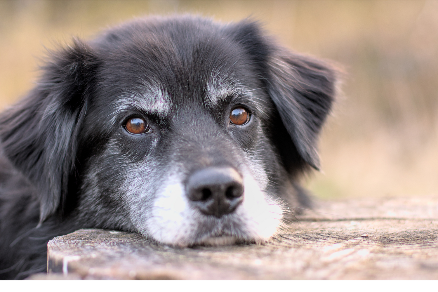 Grooming Tips for Senior Dogs: Special Care for Aging Companions