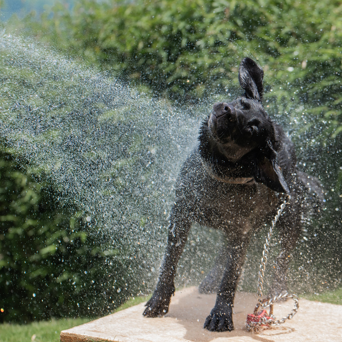 Dog playing shop in water fountain