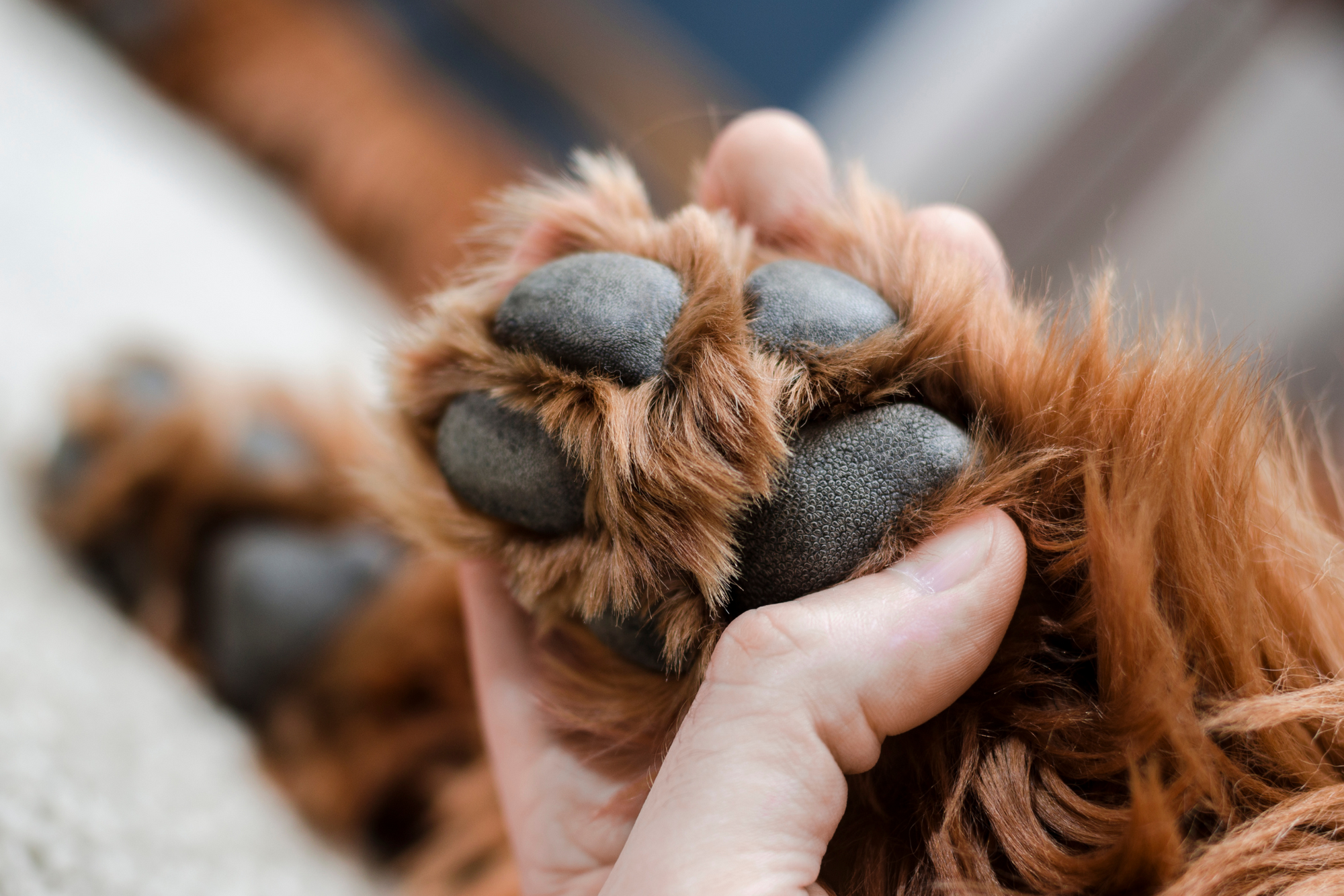 Why Do My Dog's Paws Smell Like Corn Chips?