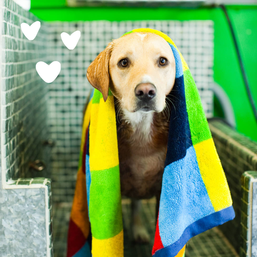 Hypoallergenic Shampoo