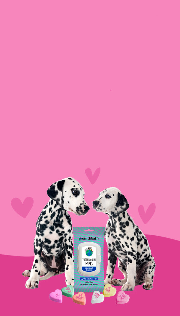 Two dalmatians kissing with earthbath tooth & gum wipe with pink background