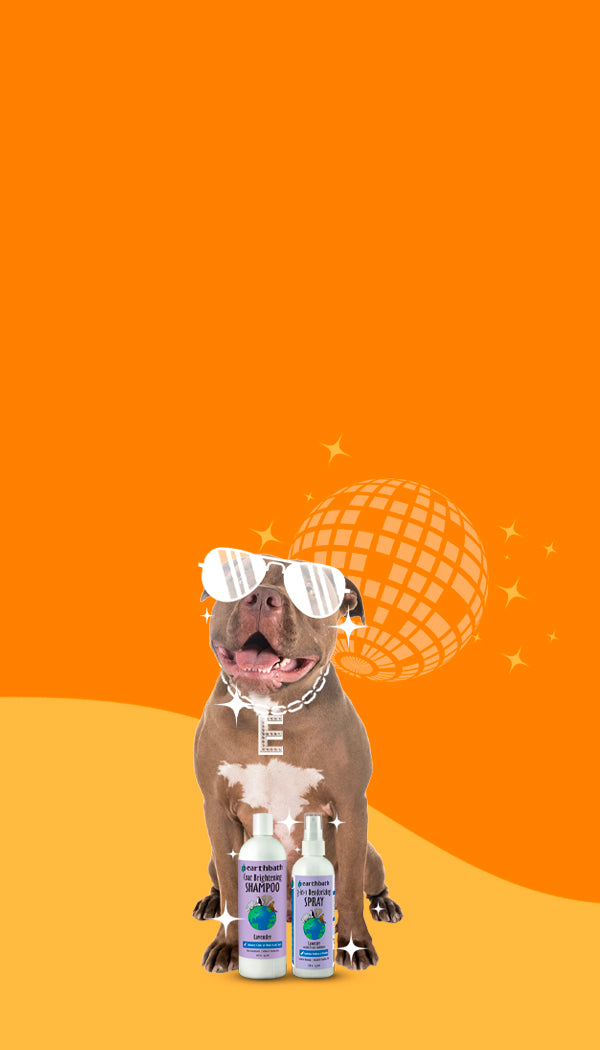 pit bull dog with sunglasses on orange background