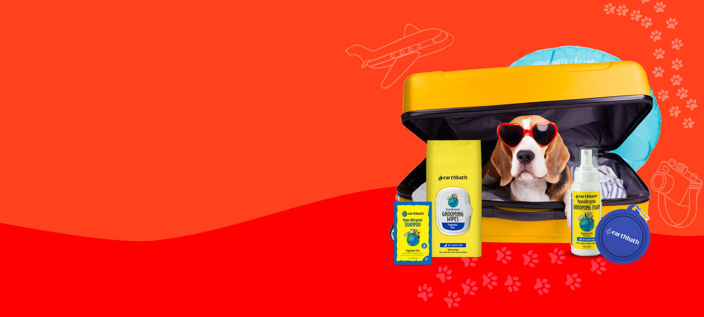 Dog in a car seat with pet care products on a red background