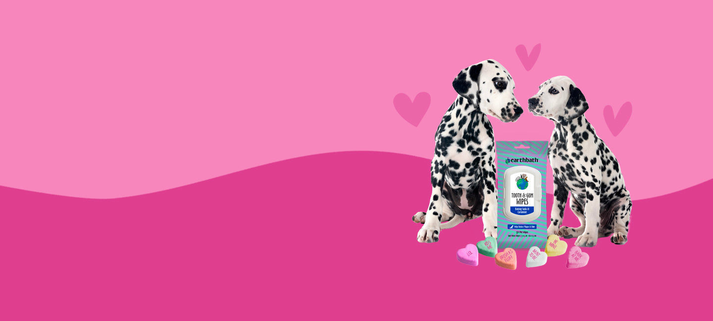 Two dalmatians kissing with earthbath tooth & gum wipe with pink background